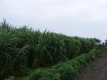 Fodder Grass