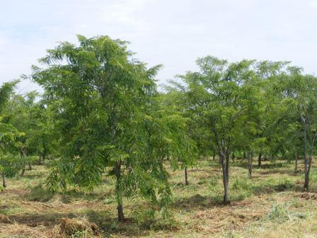 Avola Plantation