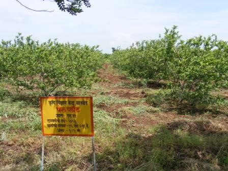 Guava Plantation