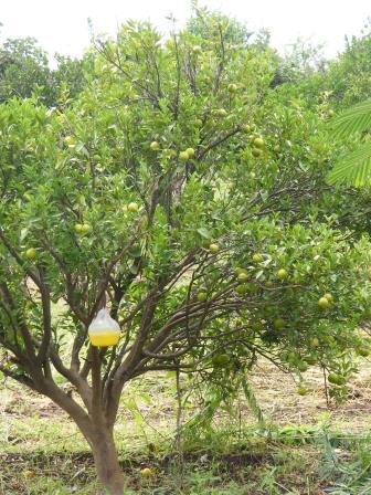 Avola Plantation