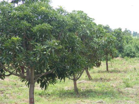 Mango Plantation